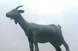 A goat in Spitalfields Market.